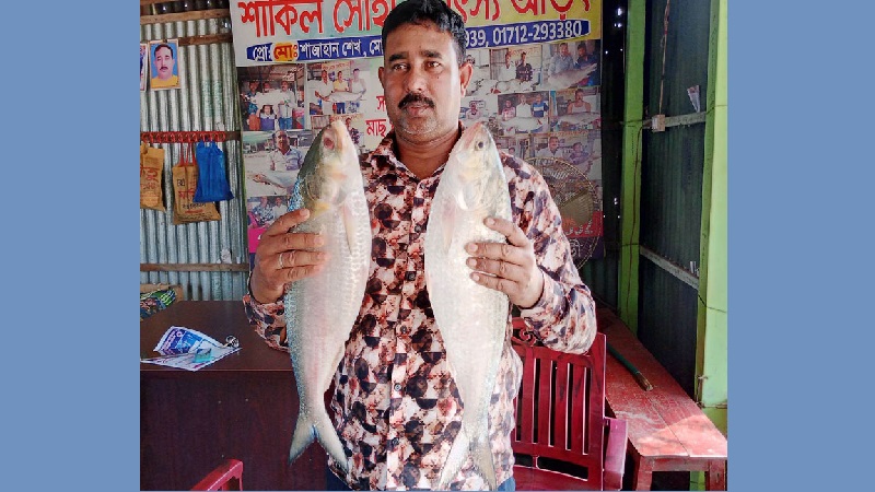 পদ্মার ৪ কেজি ওজনের দুই ইলিশ ১৭ হাজার টাকায় বিক্রি